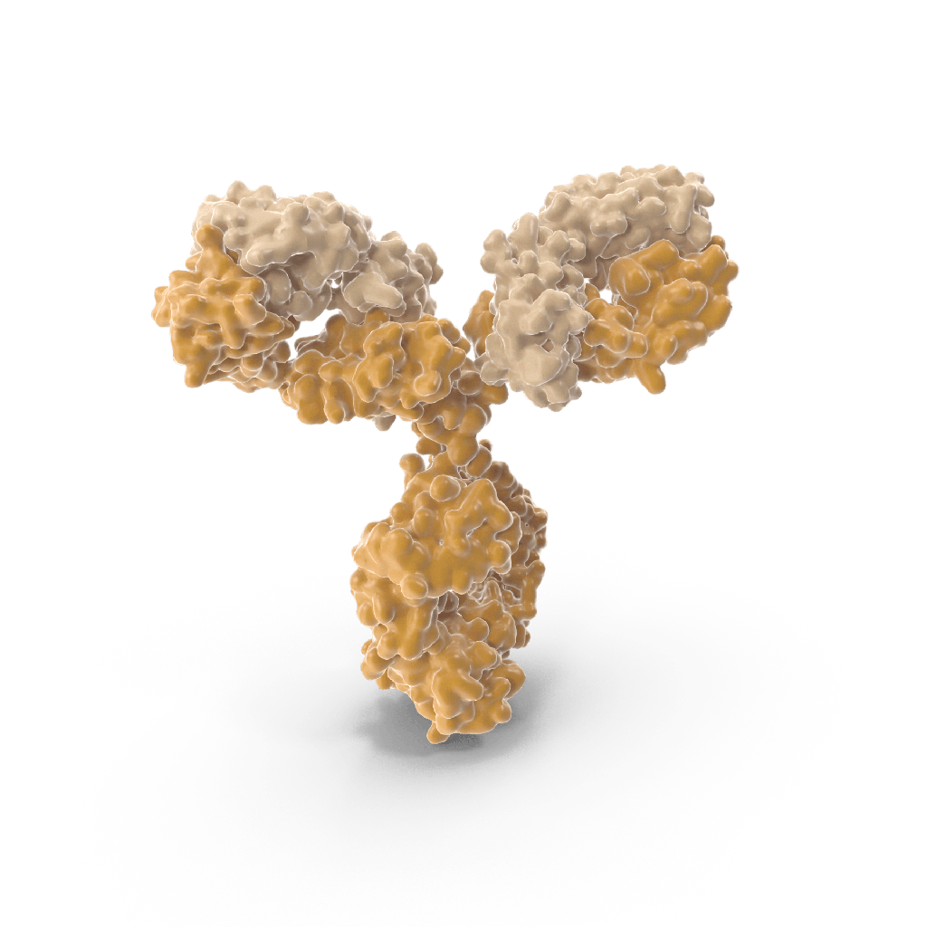 Anti-HPV 35 L1 monoclonal antibody (set)